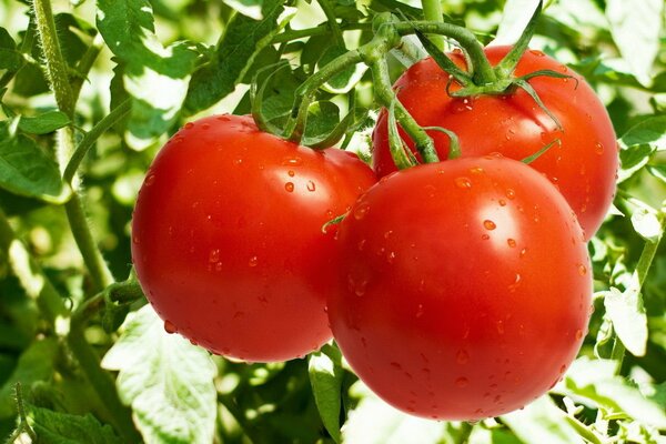 Duftende rote Tomaten am Stiel