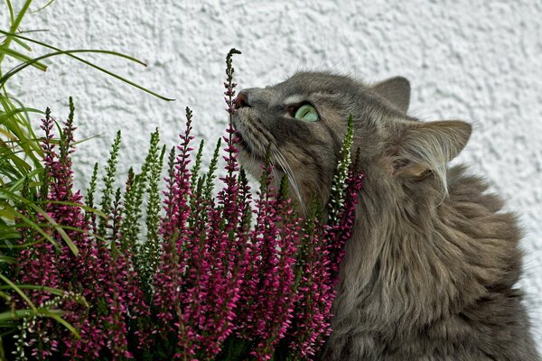 Chat fumé aux yeux bleus en fleurs roses