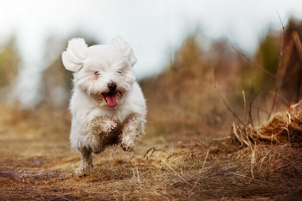 Piccolo cane bianco che corre attraverso il campo