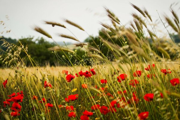 Coquelicots des champs, parmi le blé, une combinaison de la belle