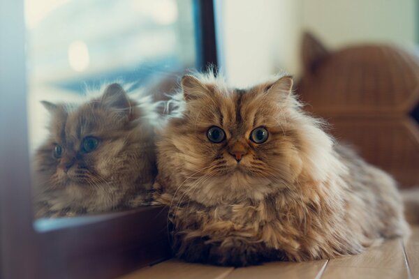 A fluffy cat is resting next to a mirror