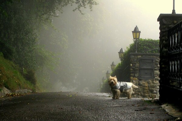 A dog in a raincoat walks in the early foggy morning along a beautiful street with lanterns