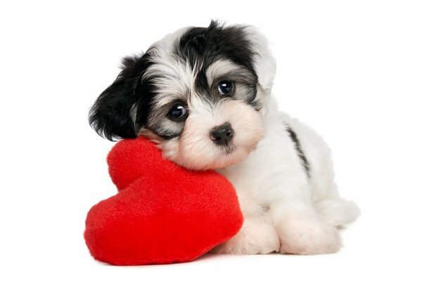 A small white puppy with a toy heart on a white background