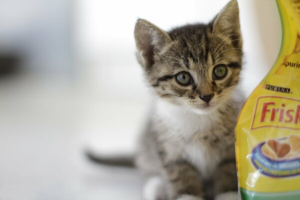 Gatito gris al lado de la comida