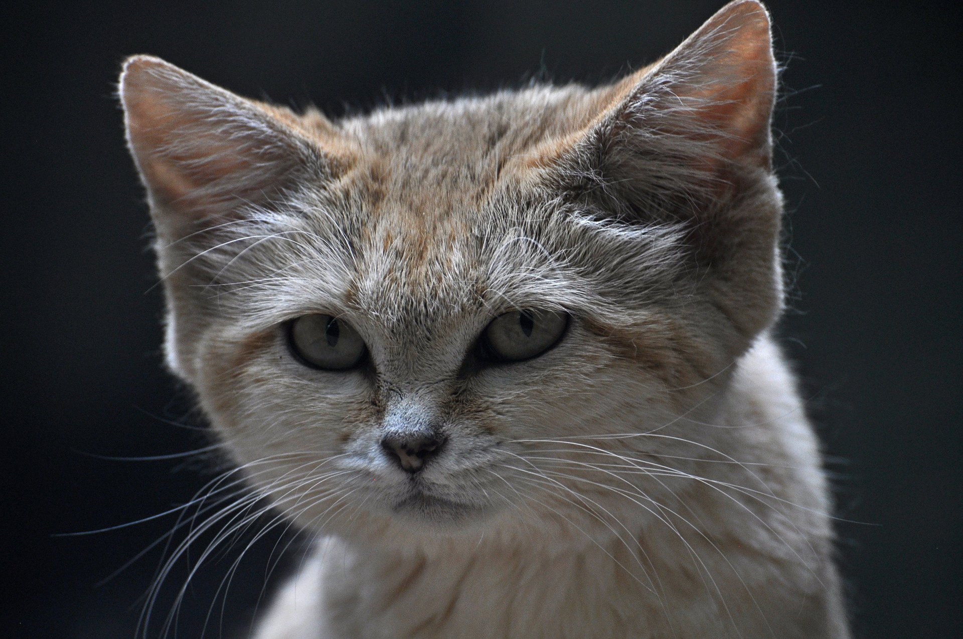 and cat gato de arena mirada gato aterciopelado hocico