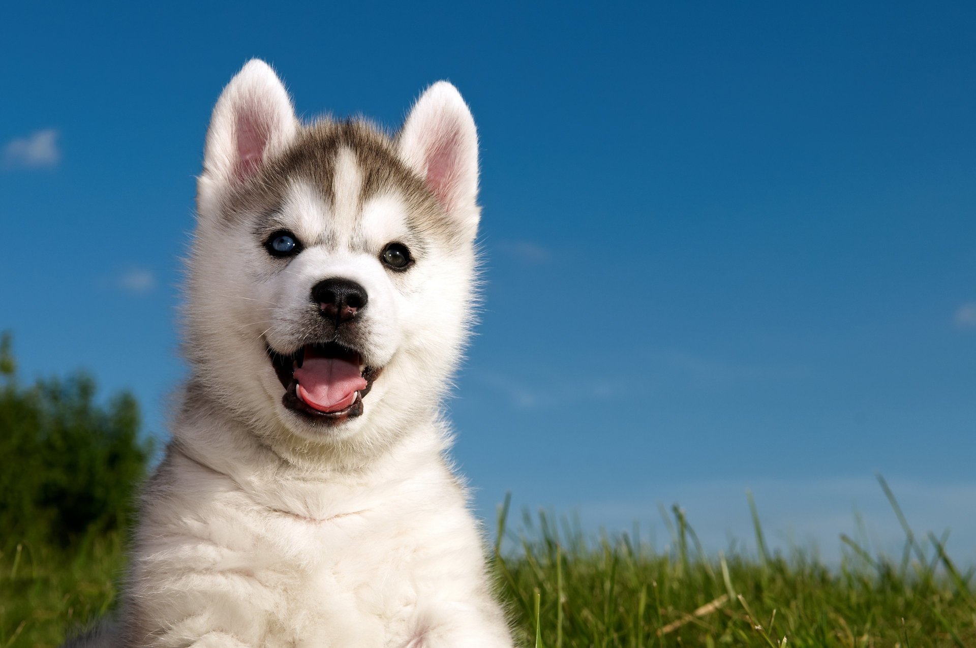 husky husky herbe chiot