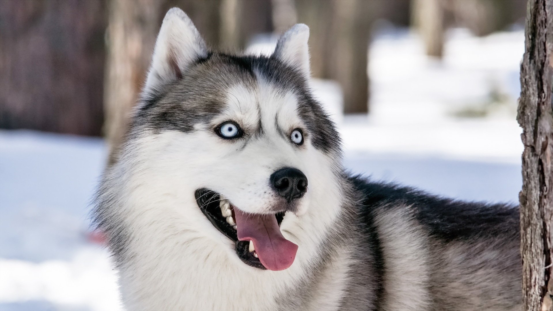 husky sibérien chien ami vue