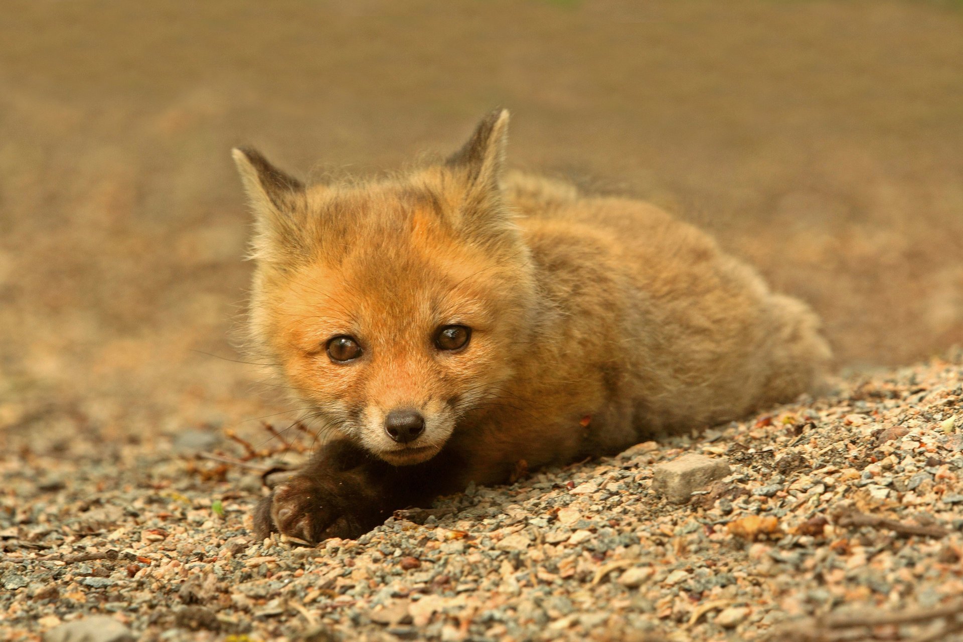 fuchs schaut zu rothaarig liegt