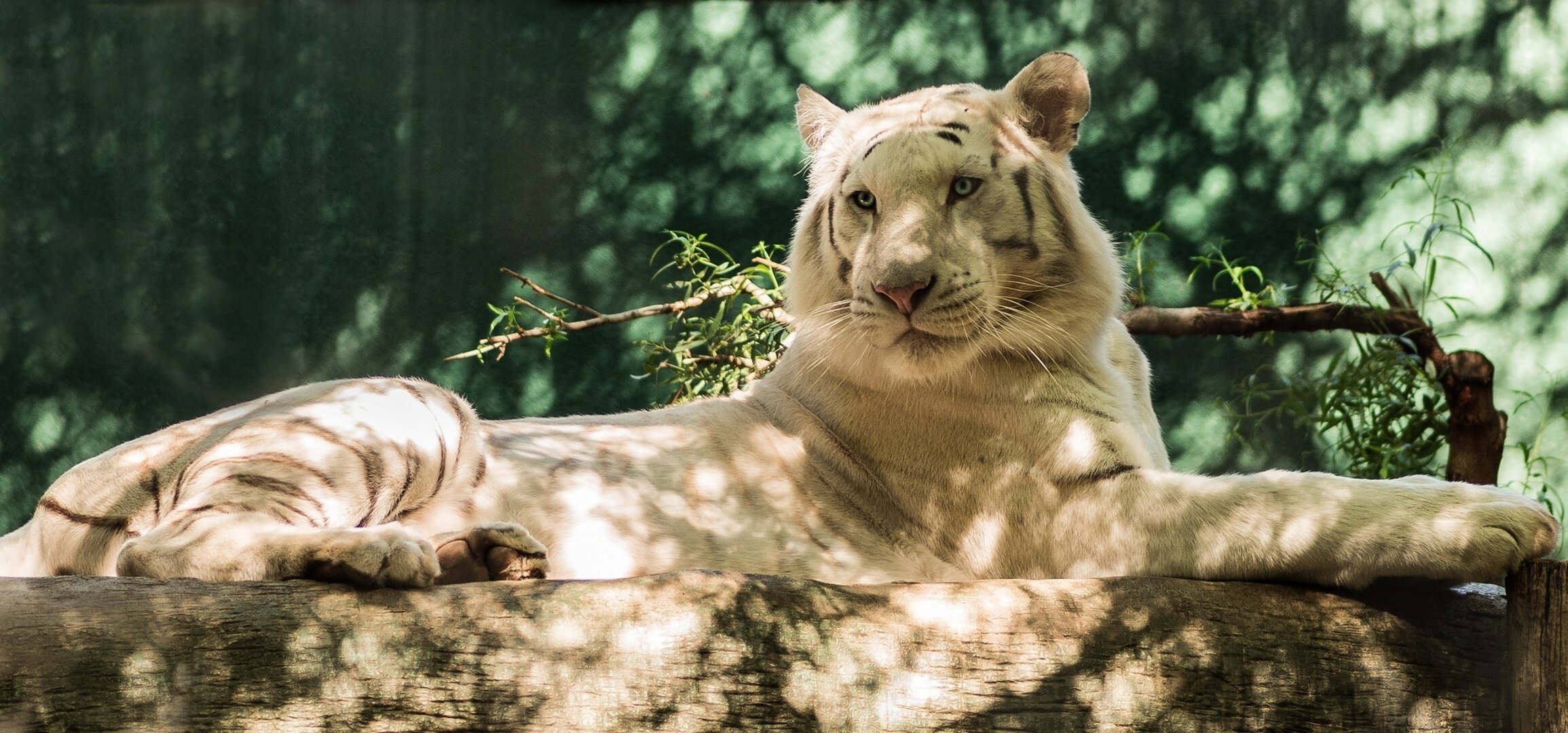 weißer tiger raubtier baumstamm