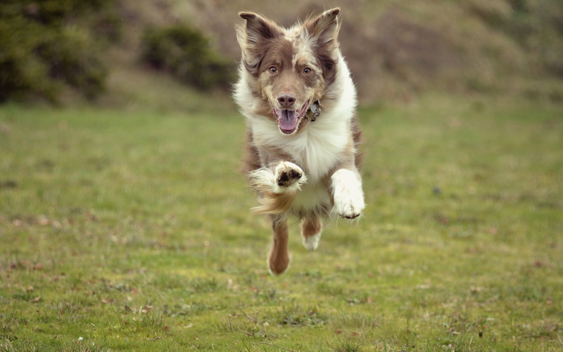 hund feld laufen