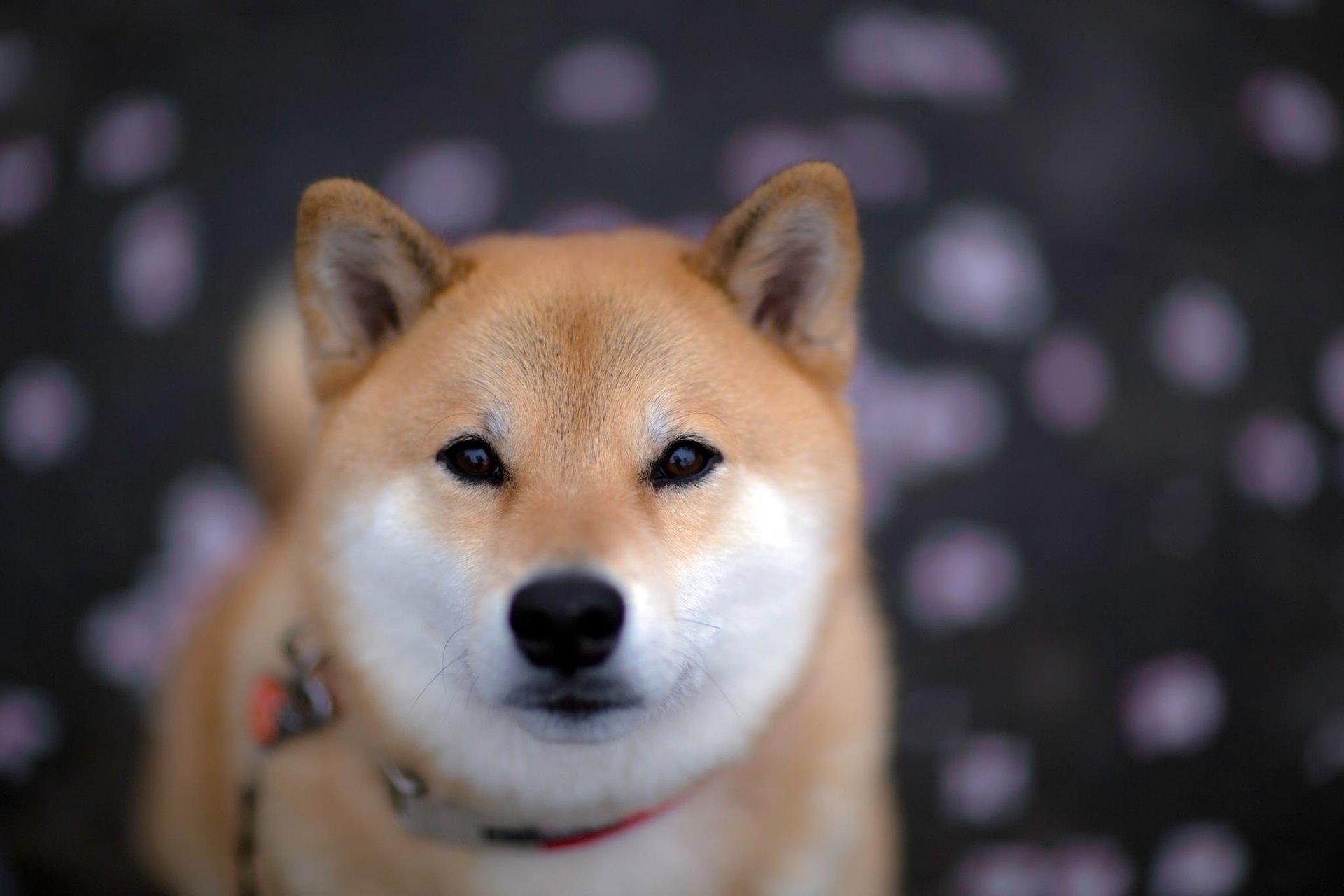 perro desenfoque amigo mirada