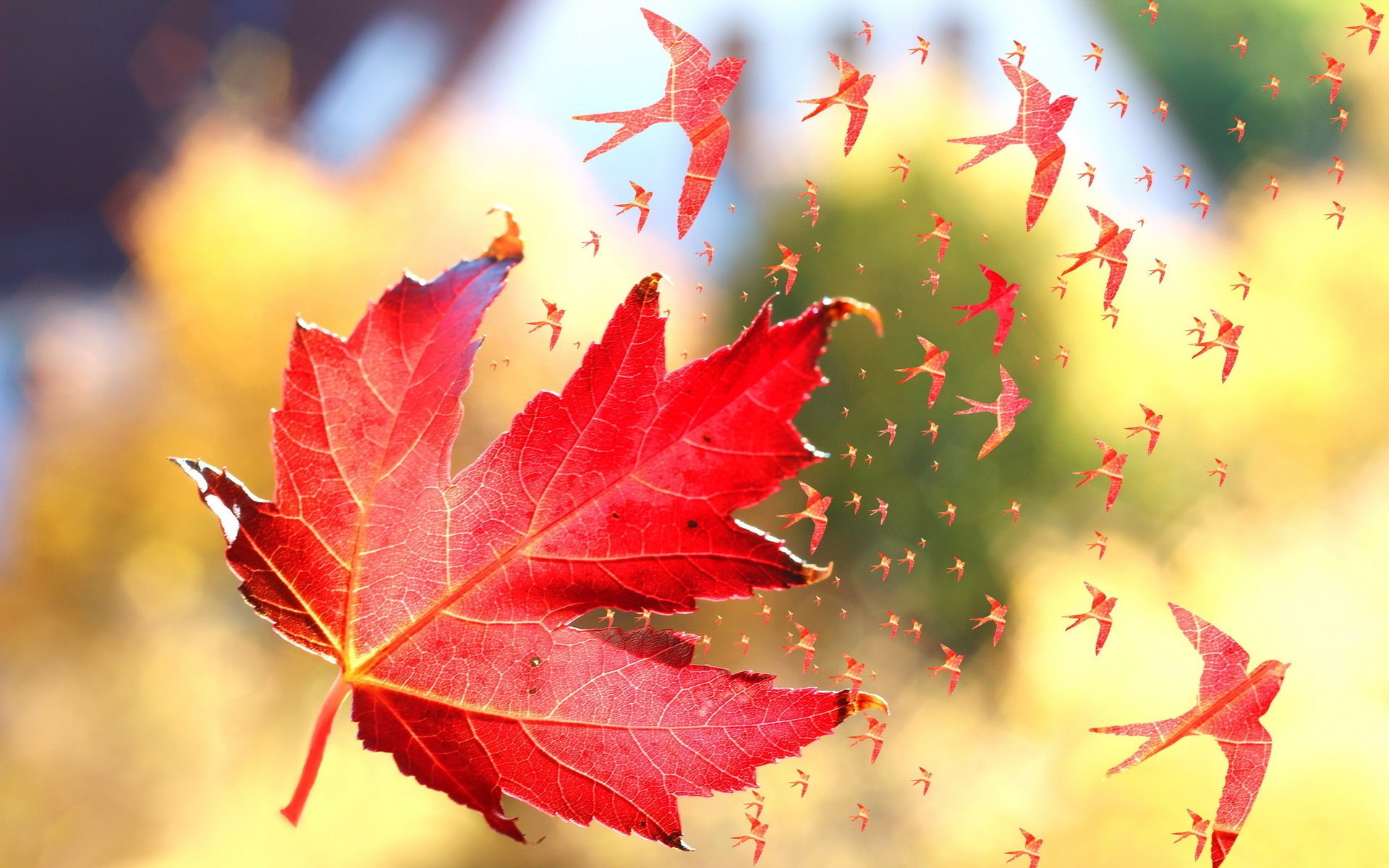 foglia autunno macro uccelli