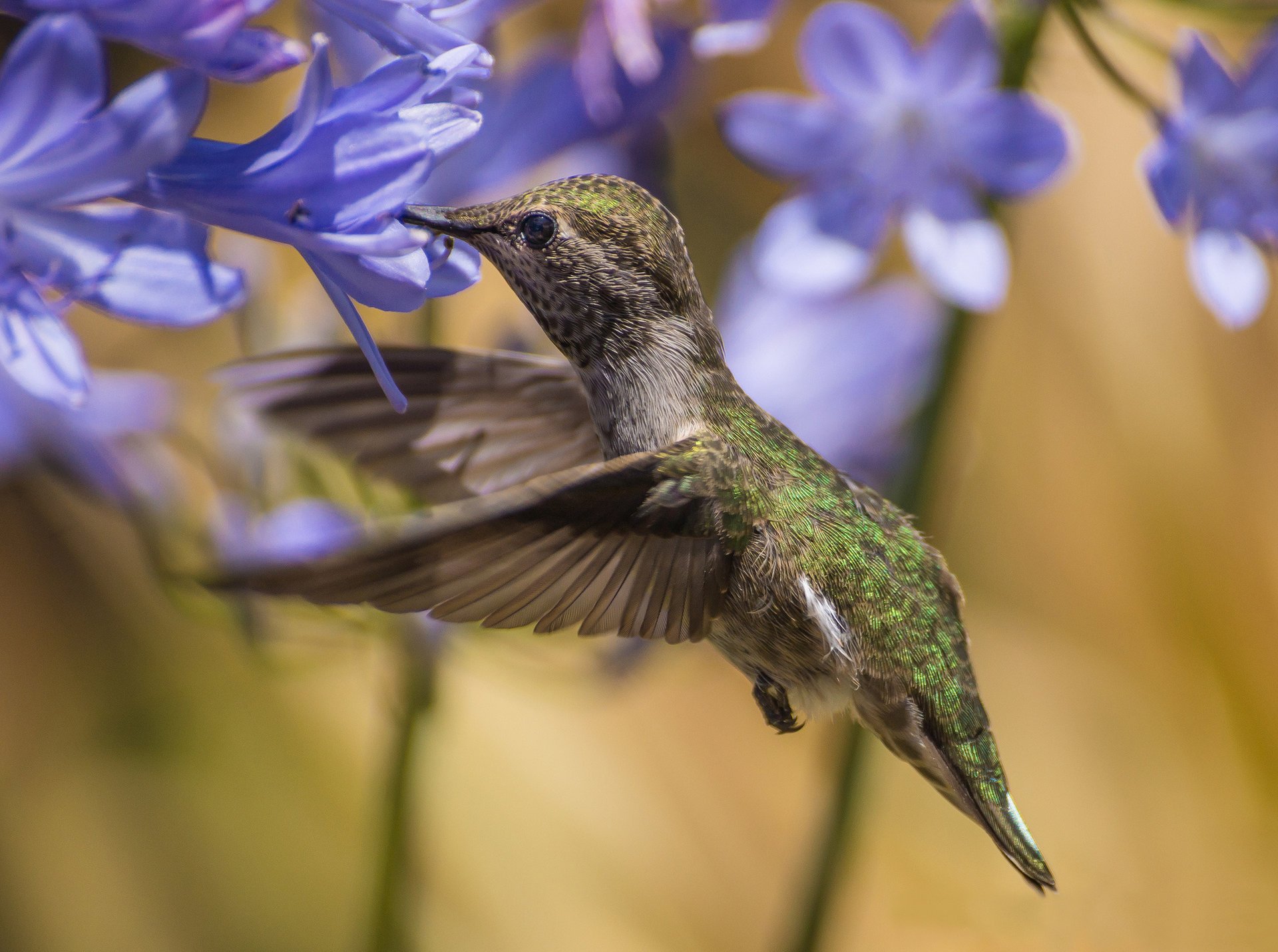 agapandus kolibris blumen blau vogel