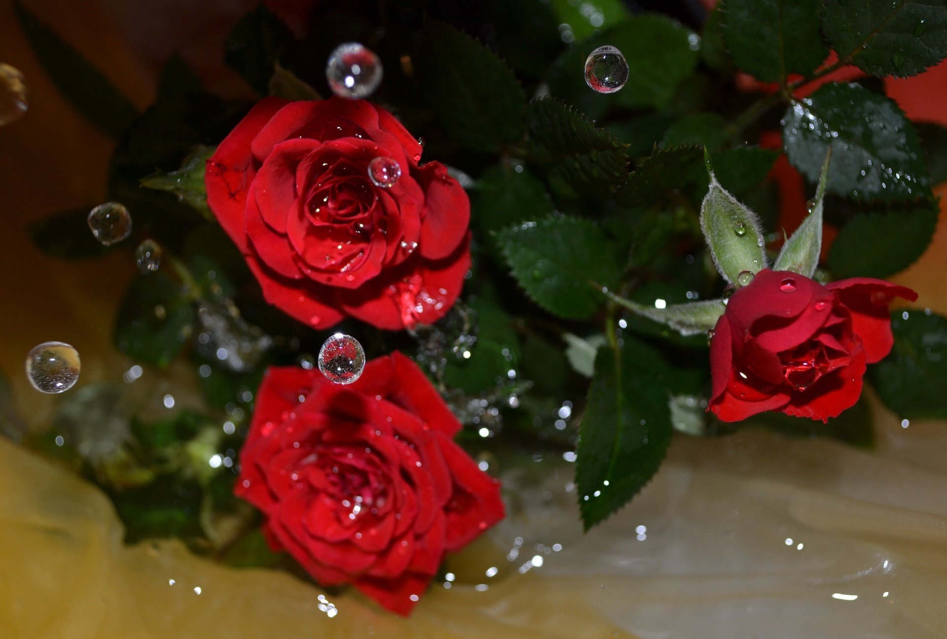 drops roses water flower