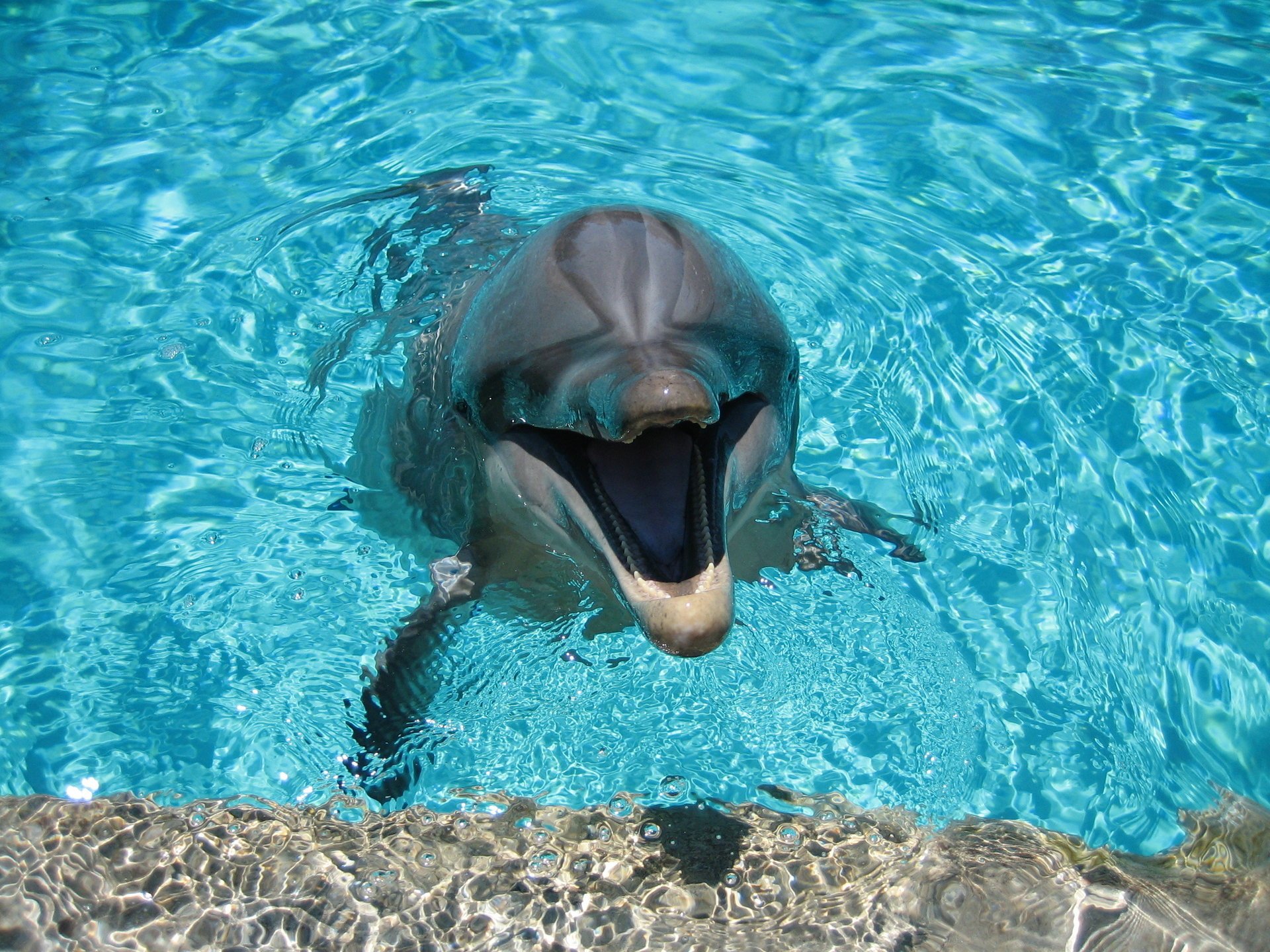 dolphin water smile