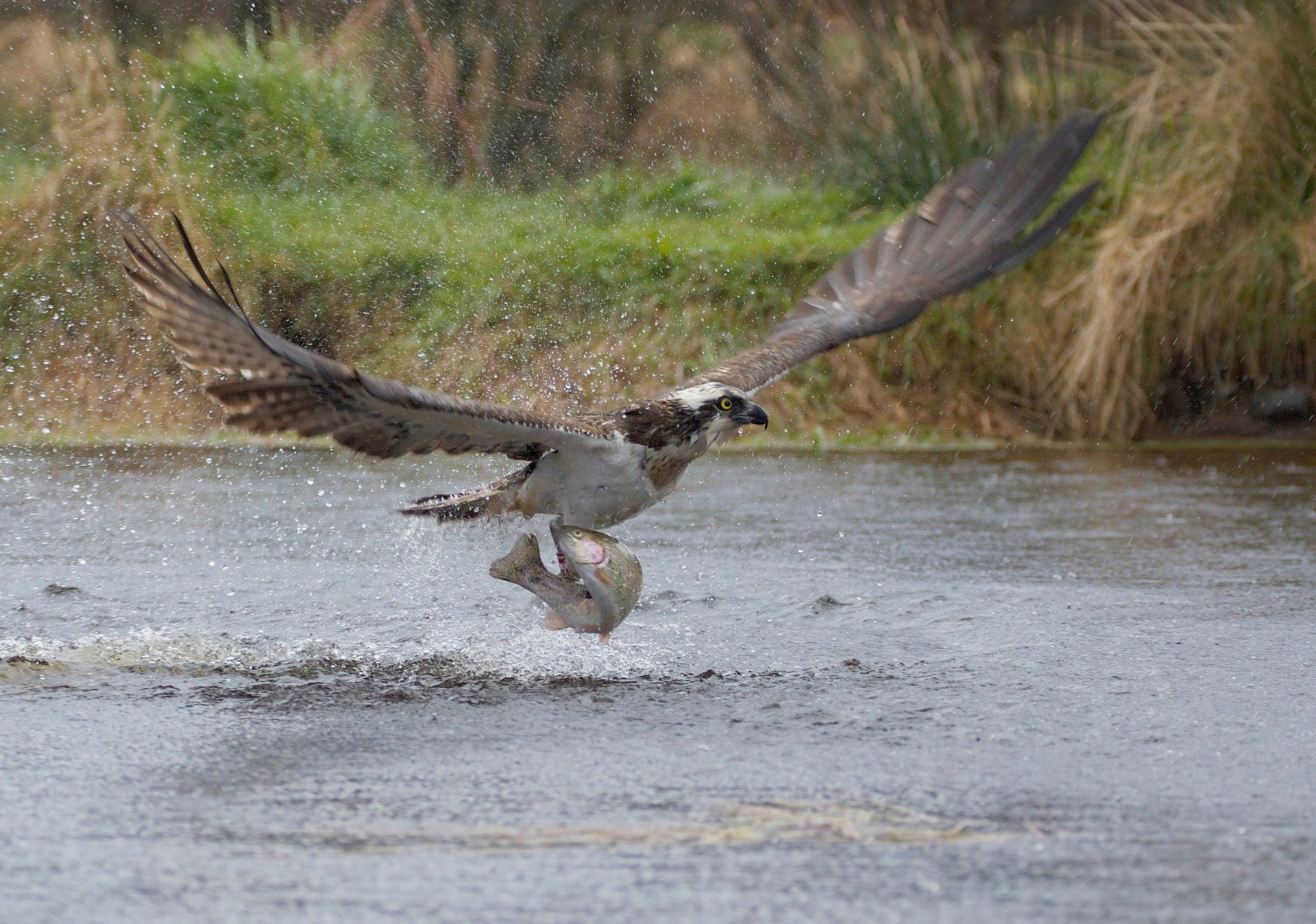 take-off poisson capture oiseau prédateur décollage éclaboussures balbuzard