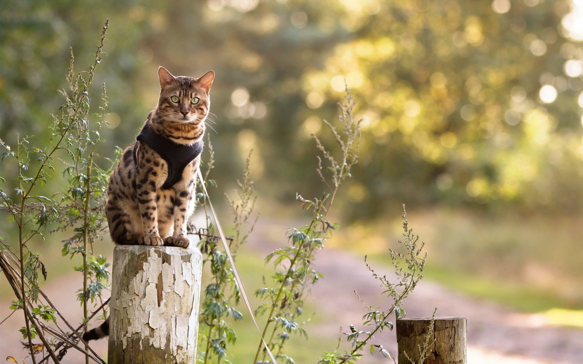 gato naturaleza vista