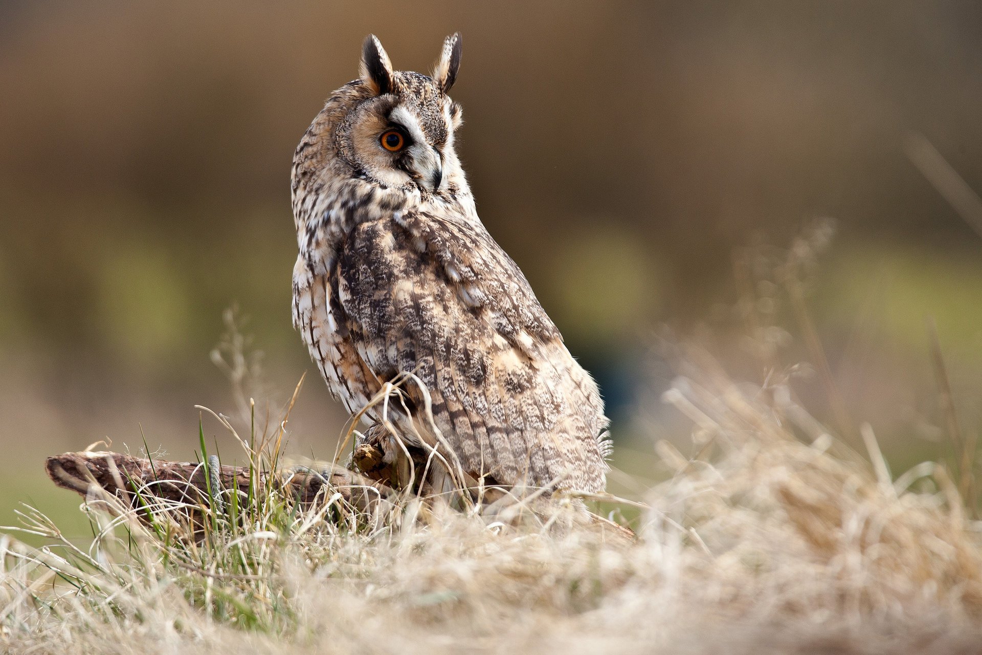 hibou herbe oiseau souche marais