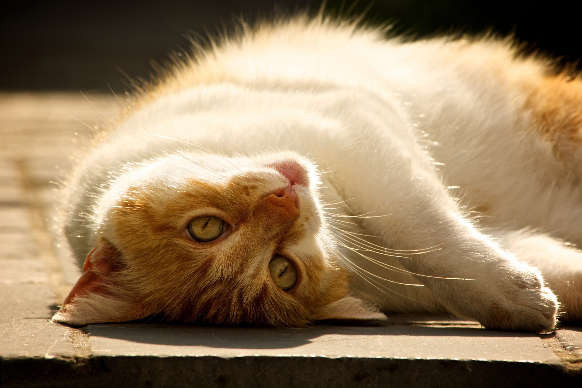 chat repos se trouve blanc-rouge