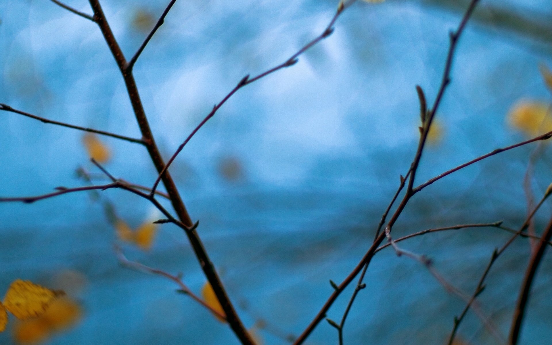 makro baum zweig zweige unschärfe blau blätter