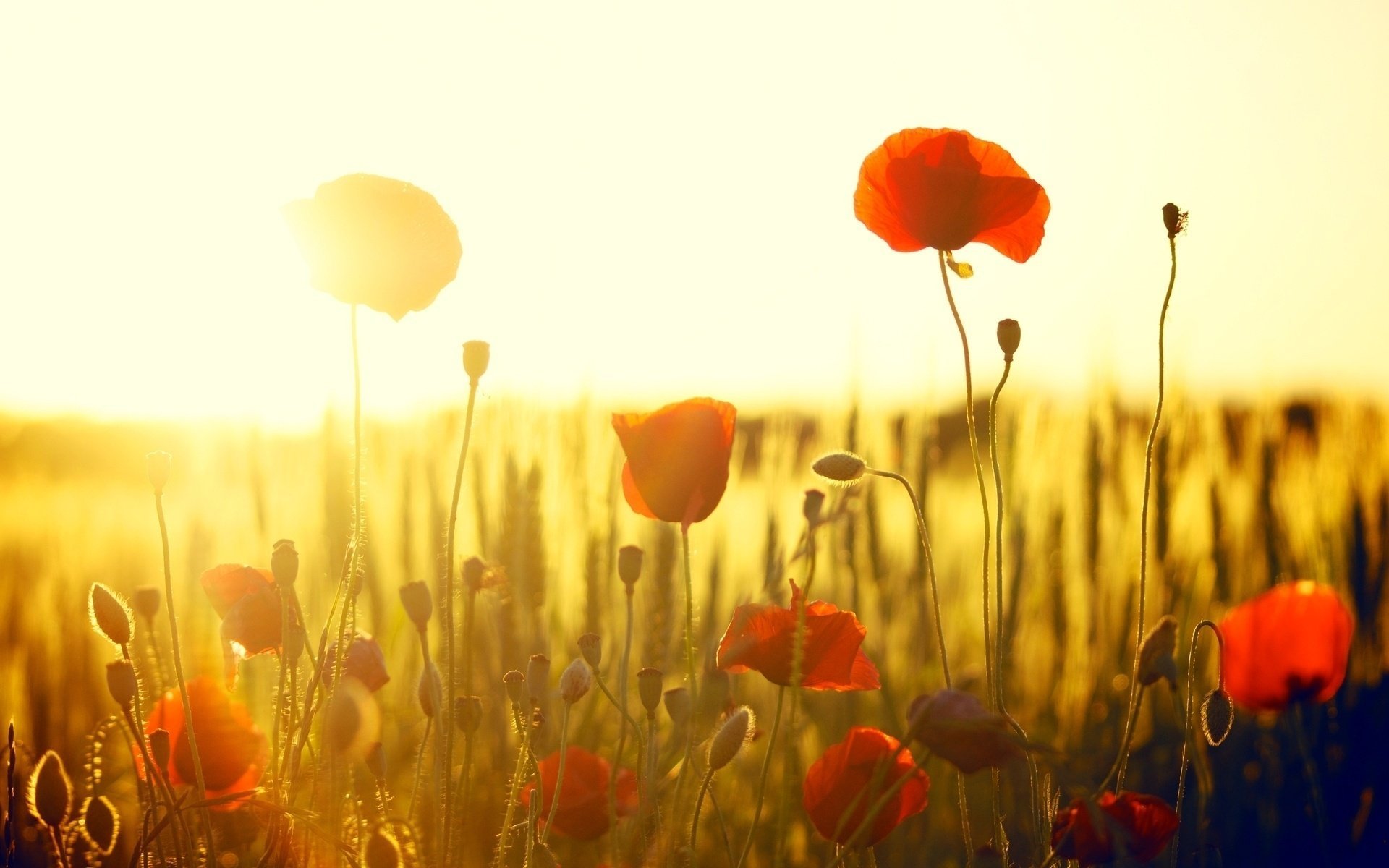 rot blümchen blümchen blumen mohn mohn