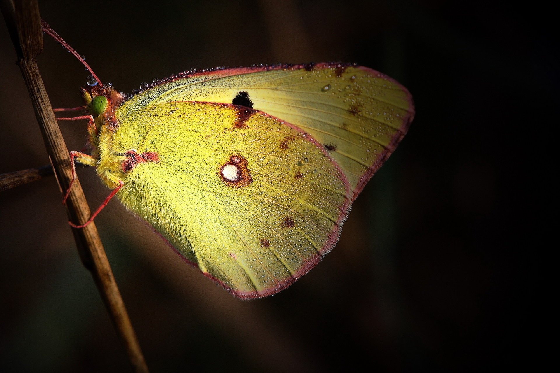 reed wings dewdrops droplets yellow butterfly