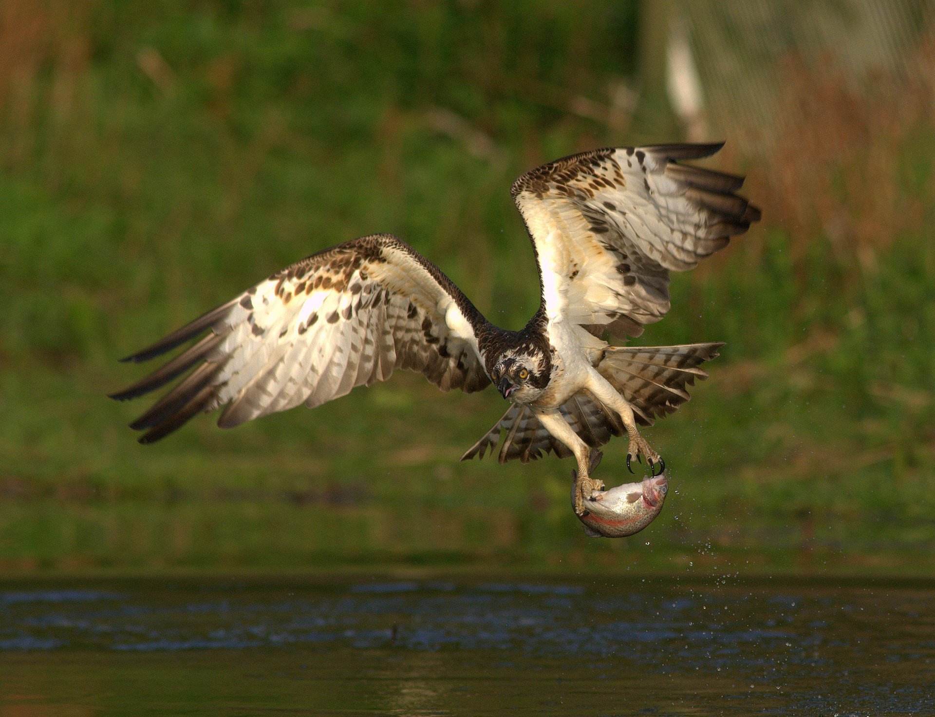 vogel essen fang fisch raubtier