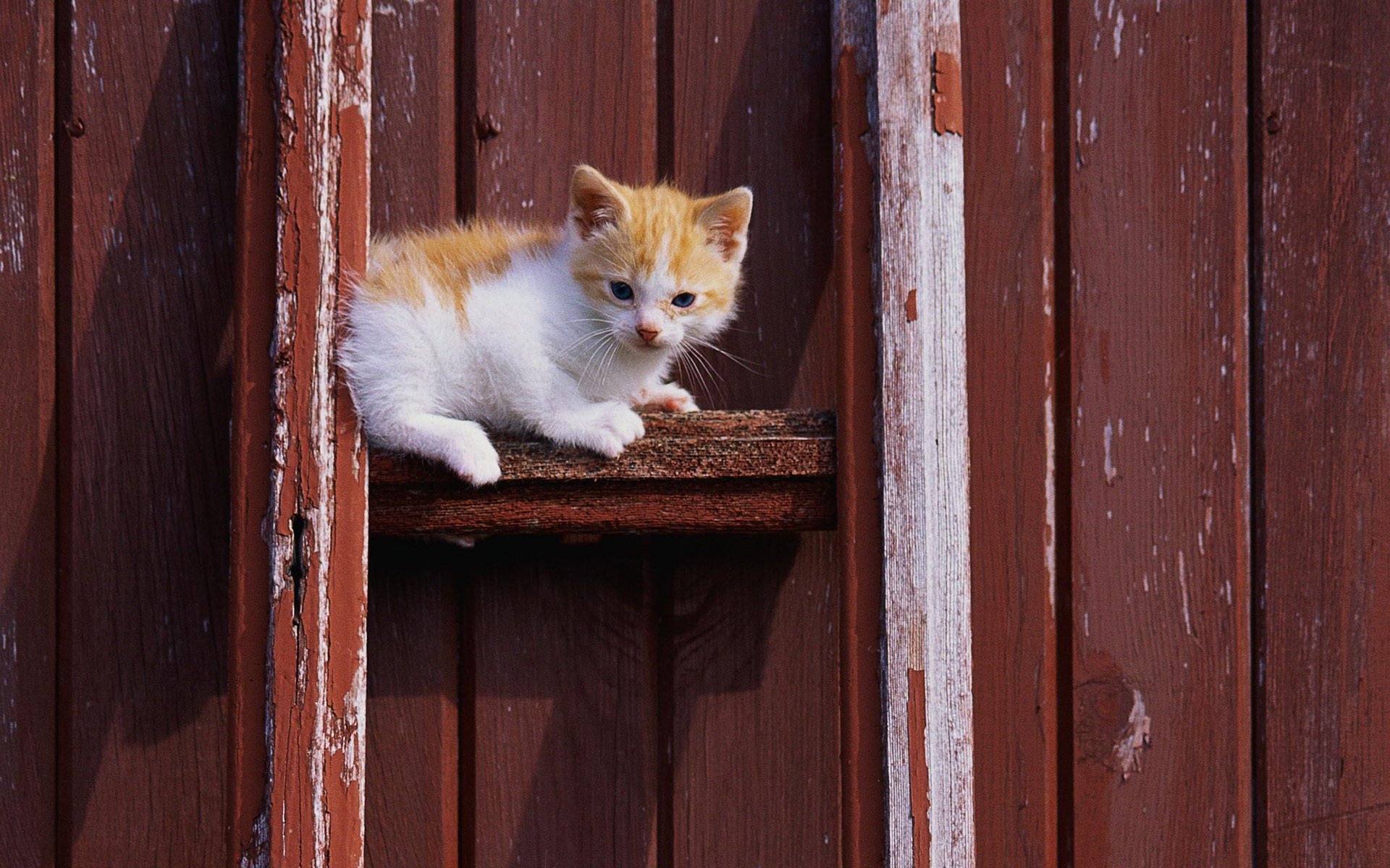 katze katze katze weiß kätzchen rot