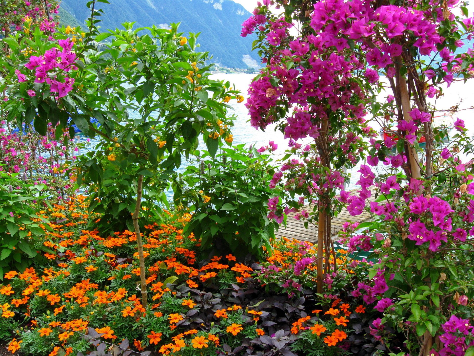 arbustos flores naturaleza montañas hojas rosa