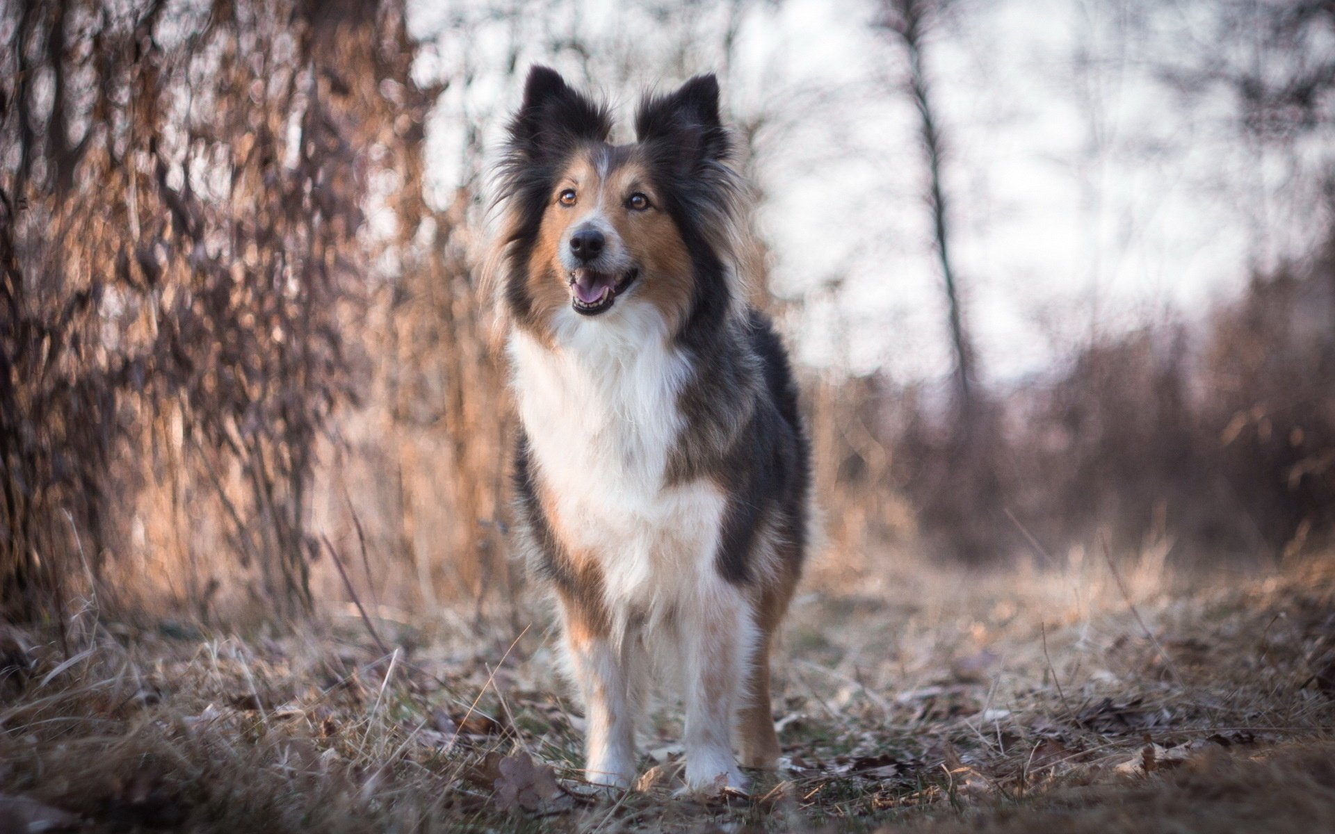 chien ami regard