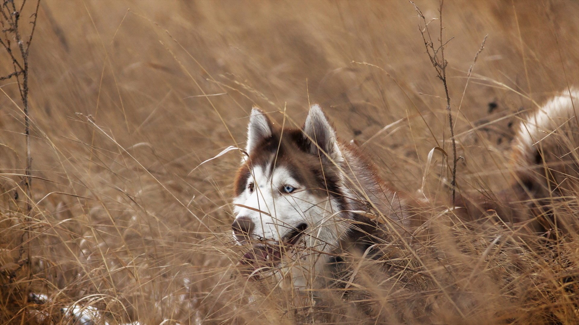 husky sibérien chien vue ami