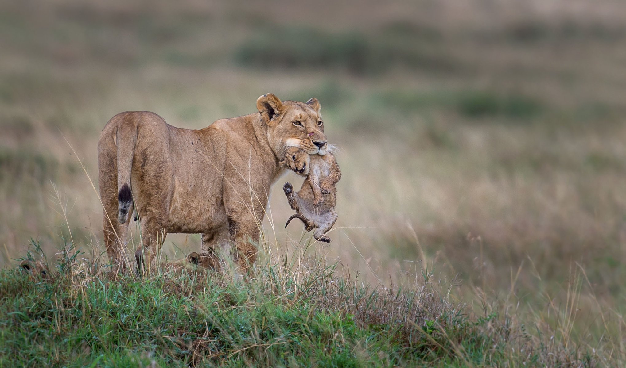 lioness the cubs wildlife