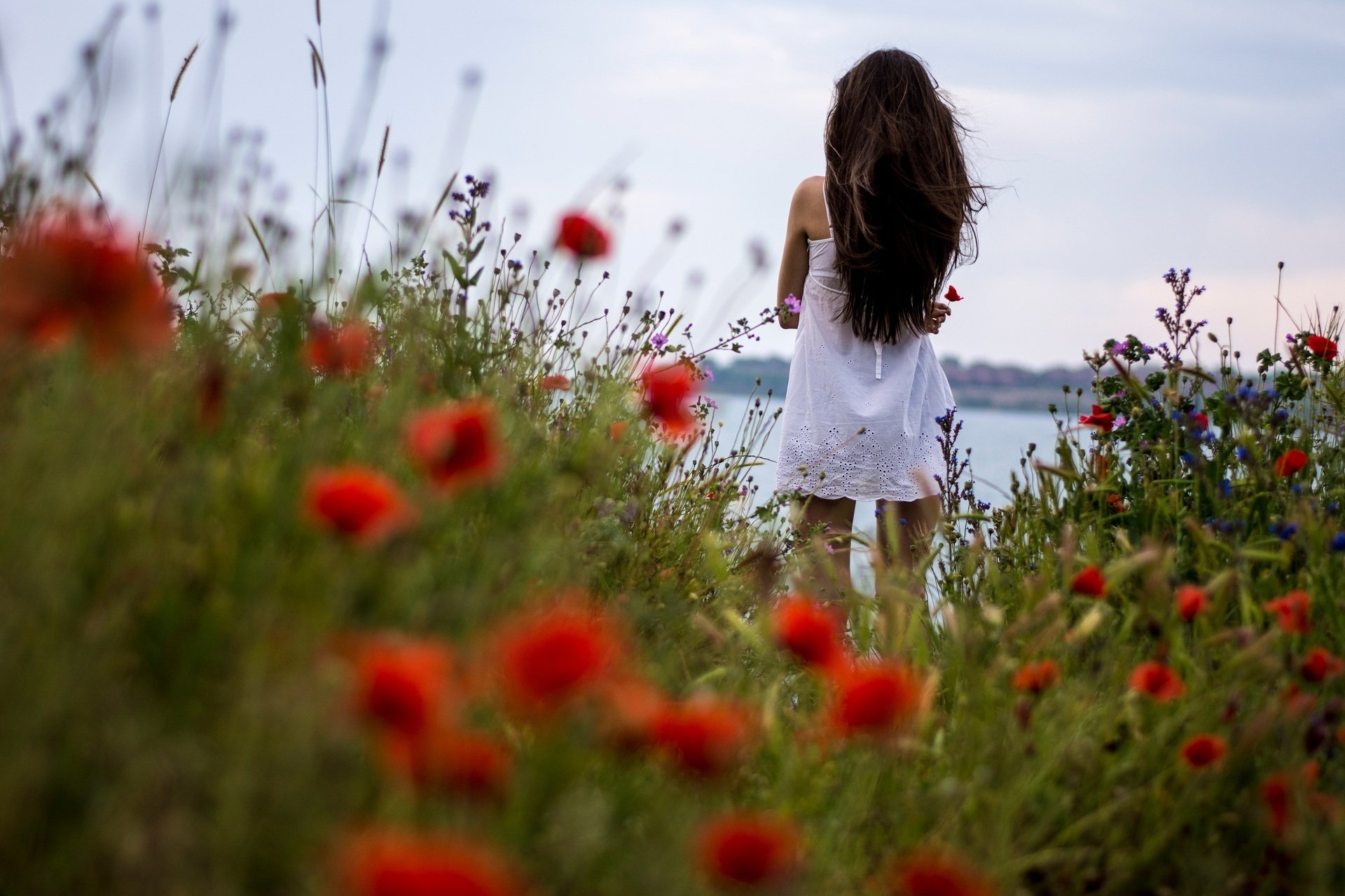 girl the field grass poppies flower mood