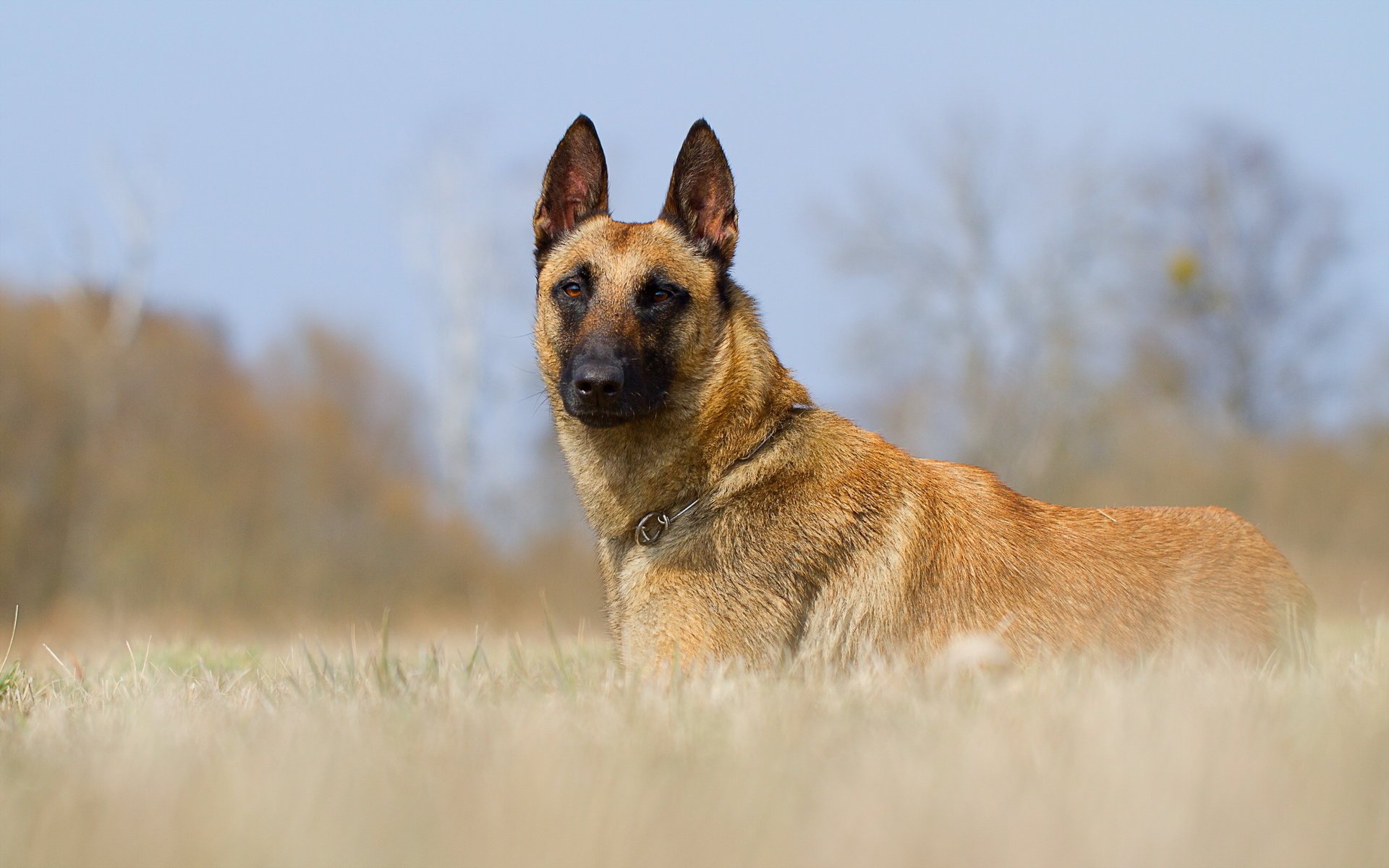 hund blick freund