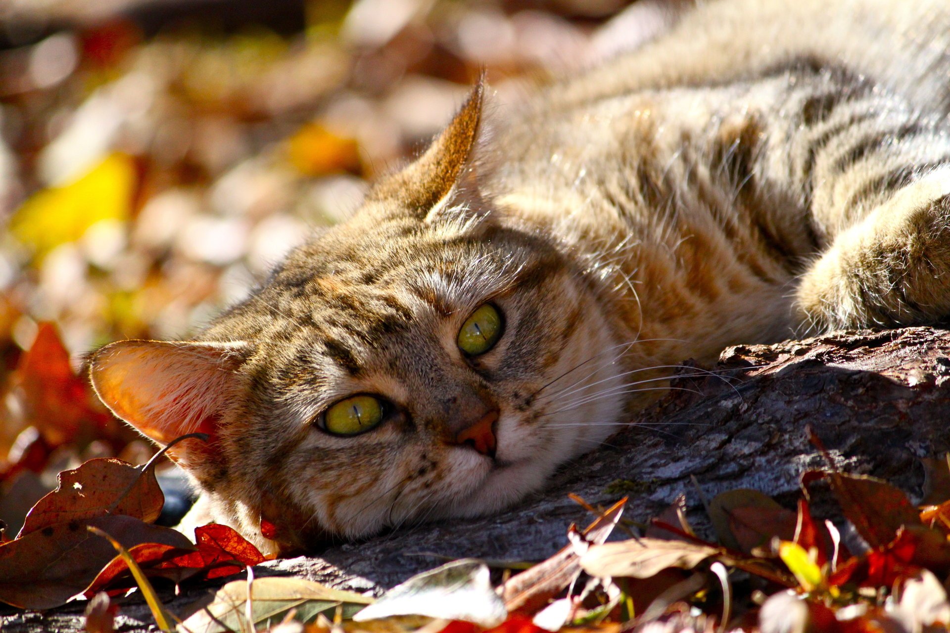 gatto animale autunno si trova vista foglie muso