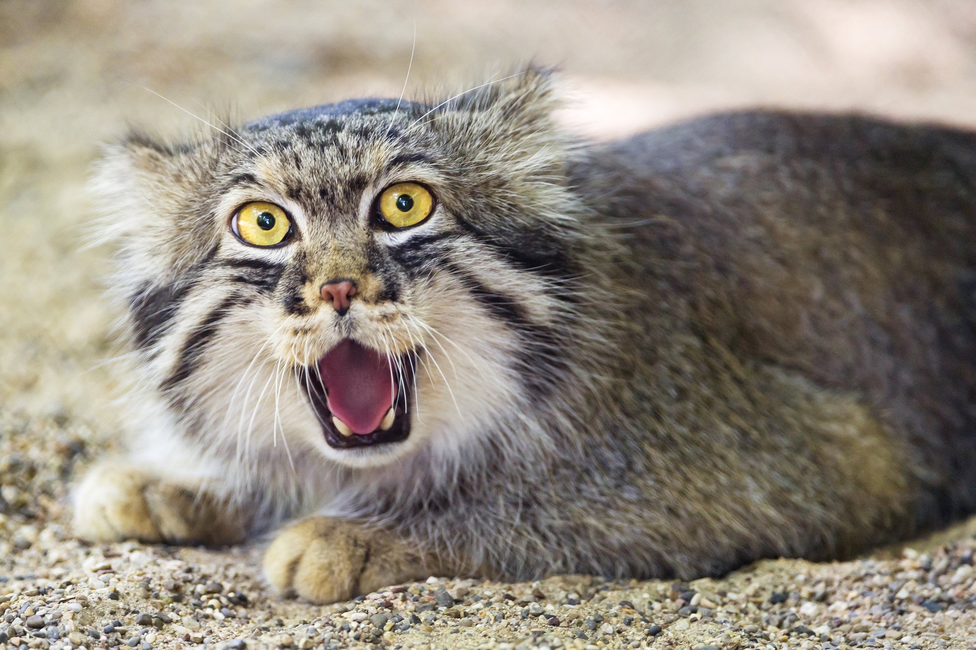 el gato manul ctambako el jaguar