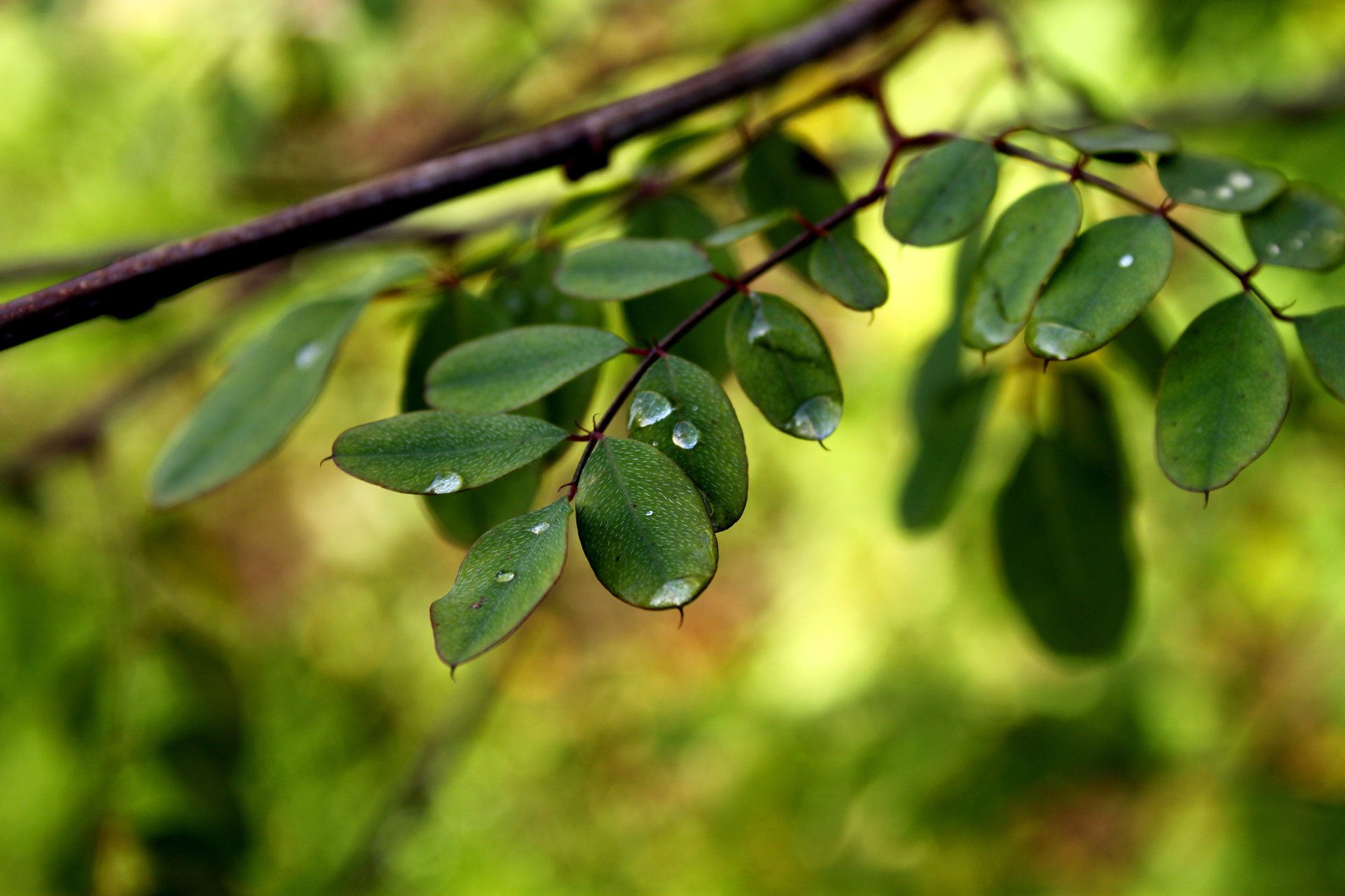 macro hojas hojas ramas agua rocío gotas