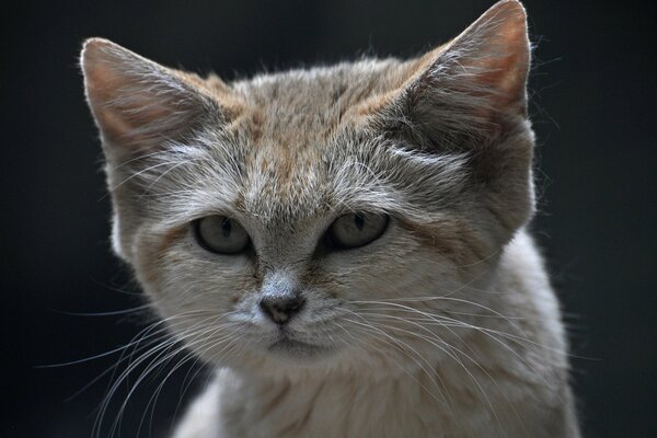 El gato de arena, la mirada de la cara de terciopelo