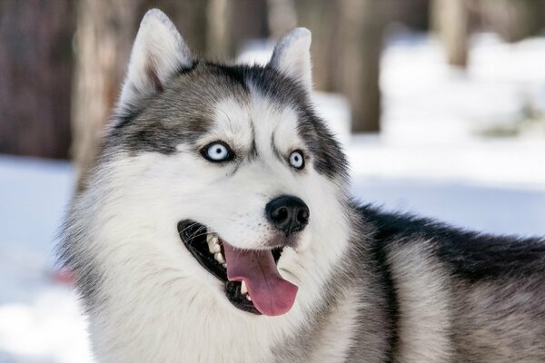 Charmanter Husky auf verschwommenem Hintergrund