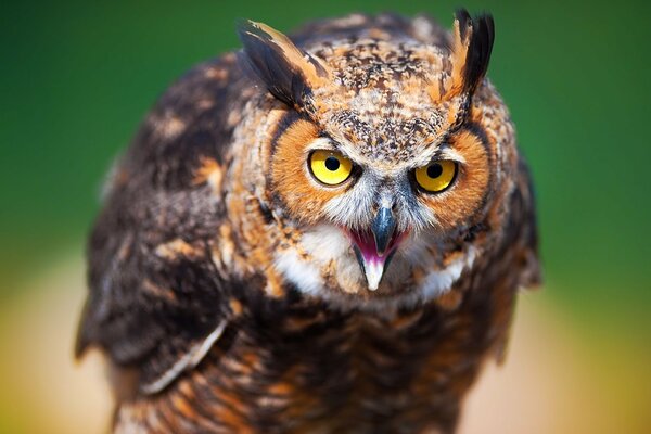 Un hibou indigné aux yeux jaunes crie