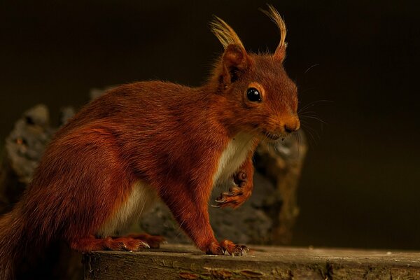 A red squirrel is sitting on a board