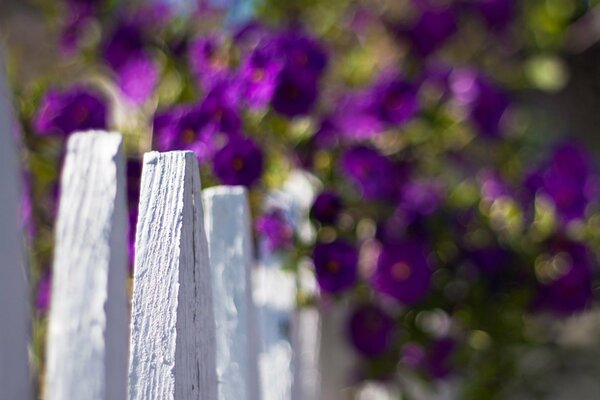 Macro photography of a white fence on a background of flowers