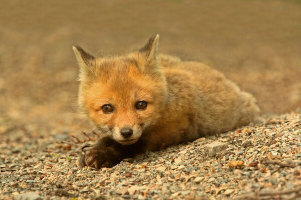 A small red fox cub lurked in ambush