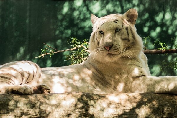 A white tiger stretched out on a log and basking in the sun