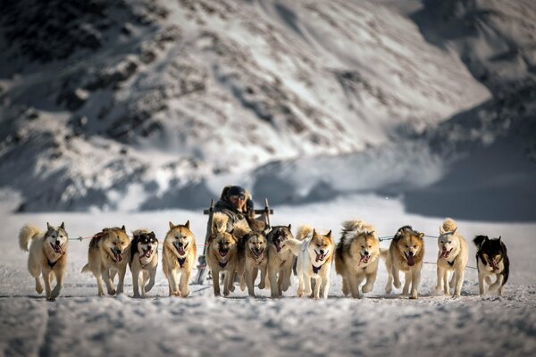 Trineo de perros en el fondo de la ladera de la montaña