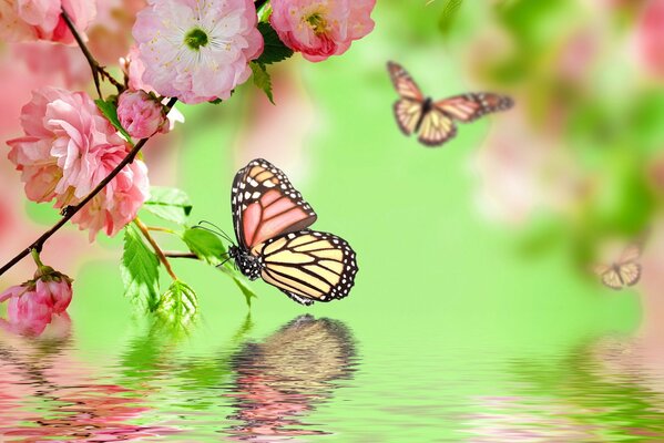 Primavera, fiori e farfalle, e se c è anche acqua nelle vicinanze, cosa potrebbe essere più bello