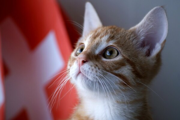 Le chat écoute très attentivement ce qu on lui dit, mais ne comprend pas toujours!