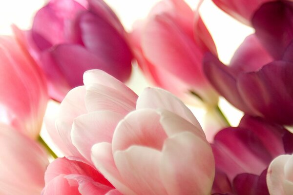 Bouquet of delicate pink tulips