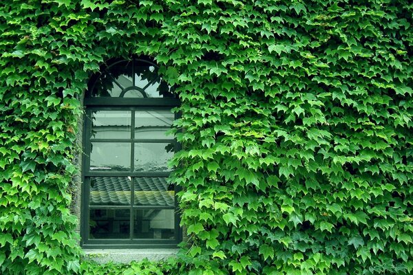 A lonely window by a wall overgrown with wild grapes