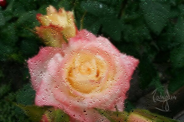 Rosa rosa sotto vetro